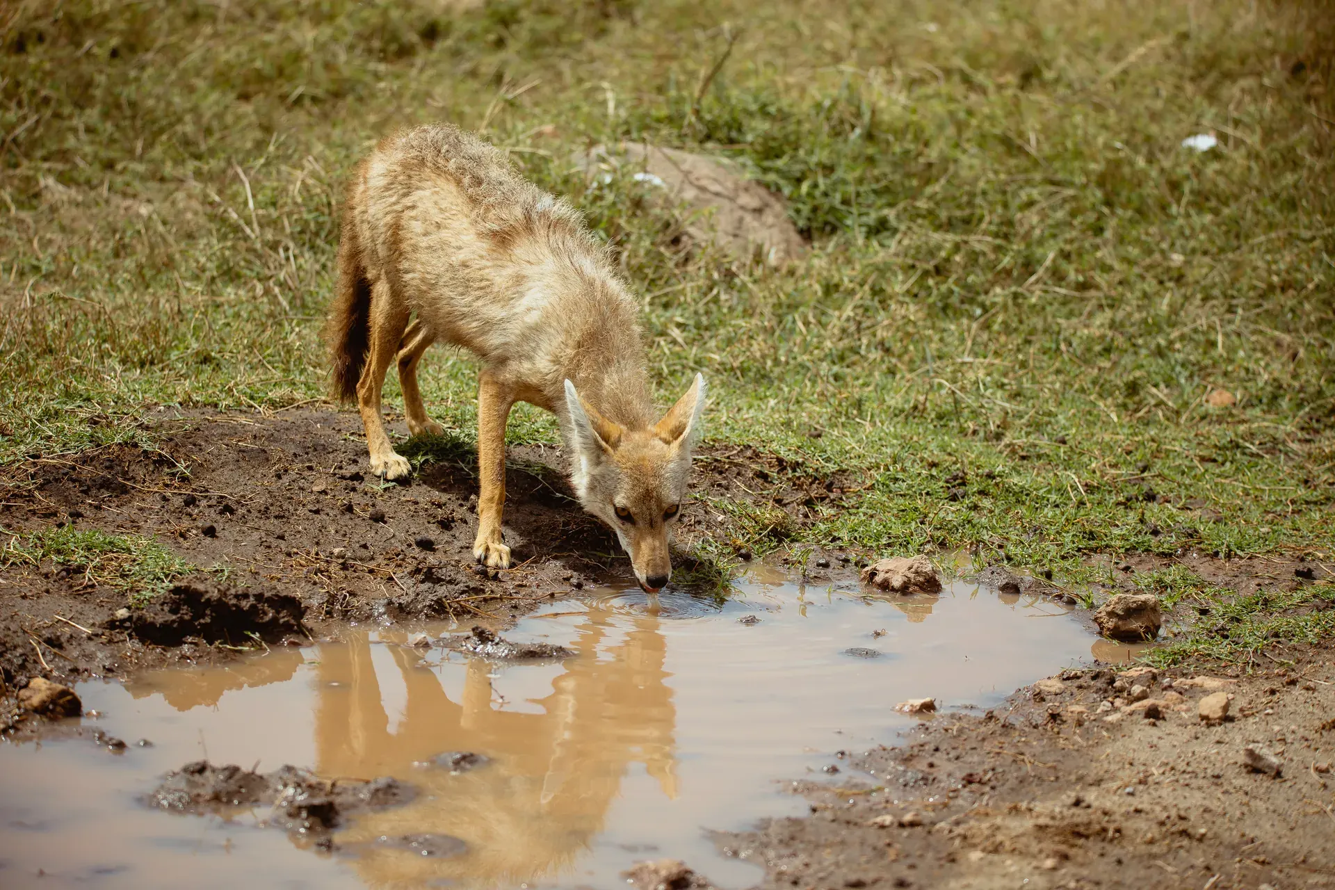 Wildlife in an East African safari landscape